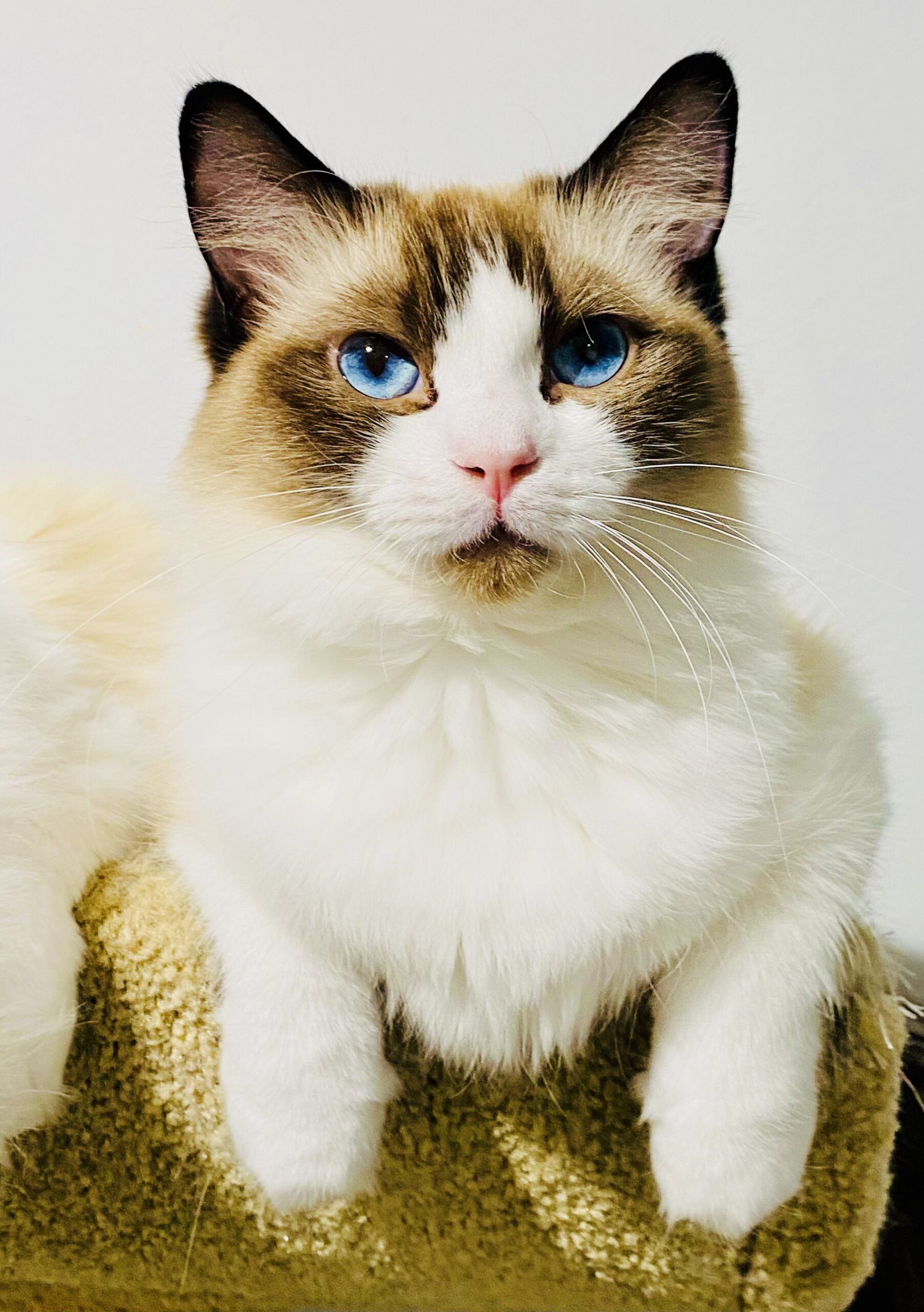 ragdolls