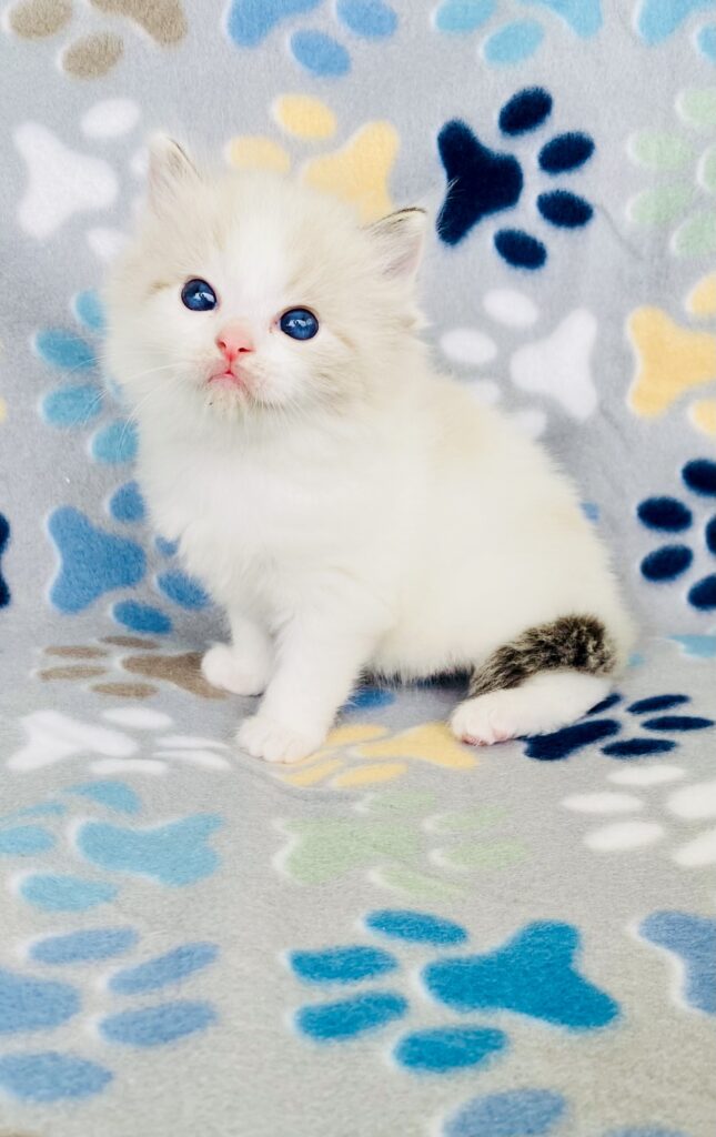 ragdoll kitten pictures