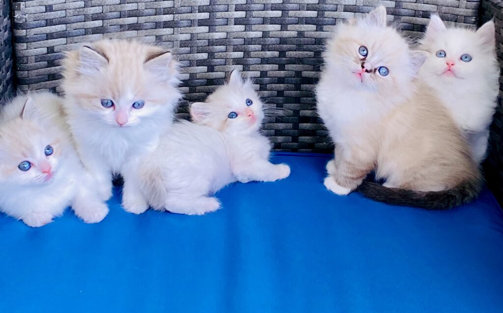 ragdoll kitten pictures