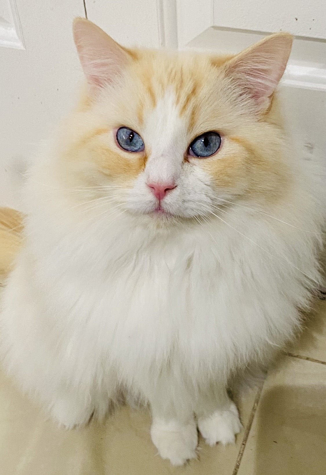 ragdolls